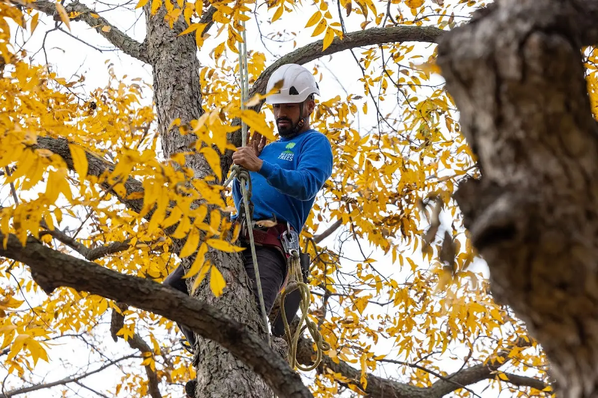 Skilled Tree Trimming crew working in Ticonderoga